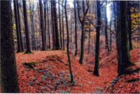 Die historische Brüderstraße als Hohlweg am Dicken Schlag bei Hohenhain.