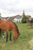 Pferd am Wegrand